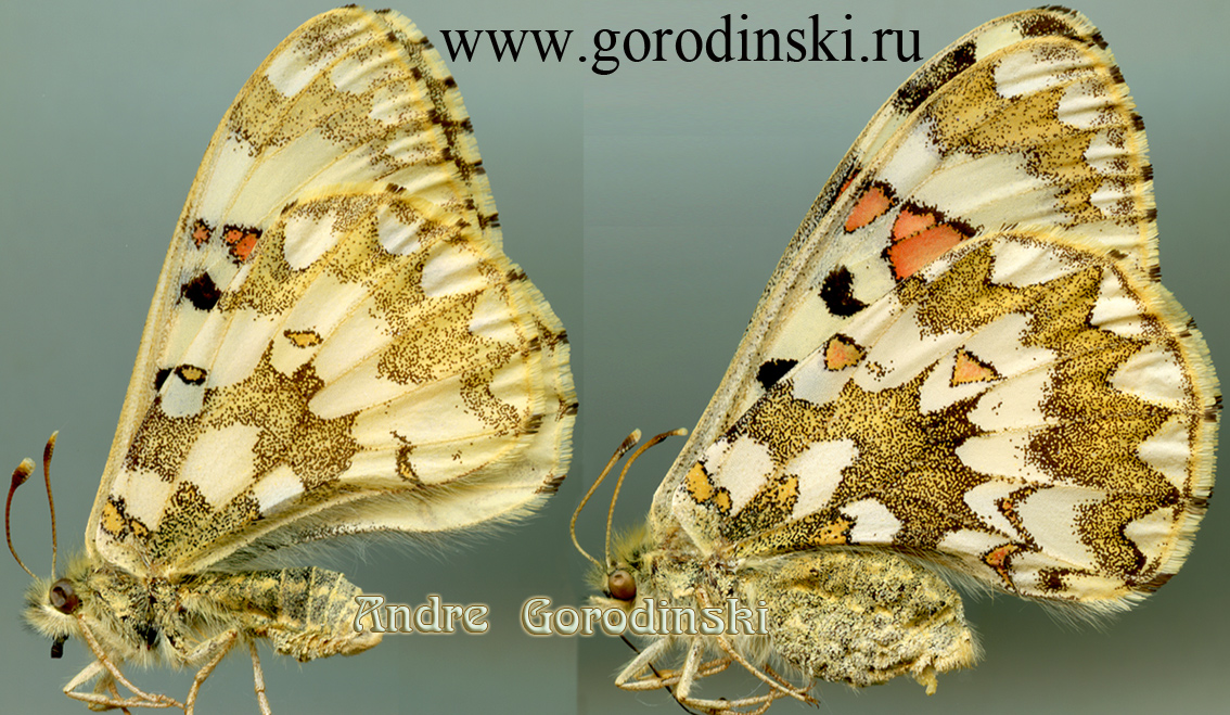 http://www.gorodinski.ru/papilionidae/Hypermnestra helios.jpg